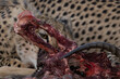 Cheetah eating kill with eye framed.  