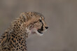 Young Cheetah profile headshot