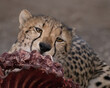 Headshot of cheetah eating ribcage