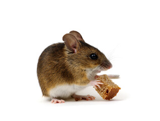 Wall Mural - Mouse with a bread isolated on a white