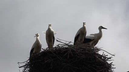 Wall Mural - Flying Storks, Flock of Storks in Sky, Stork Nest on a Pole, Baby Birds Trying to Fly, Family Nesting, Nature View