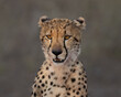 Cheetah headshot with grey background.