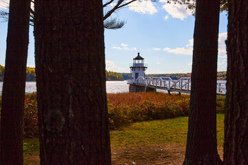 Wall Mural - View through dark tree trunks of small white Maine lighthouse with fields of red plants