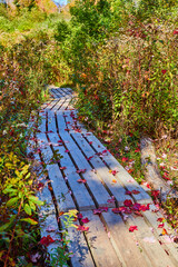 Wall Mural - Red fall leaves cover small narrow simple wood boardwalk hiking path in fall woods