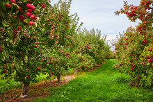 Looking Down Rows Of Apple Trees In Orchard Farm