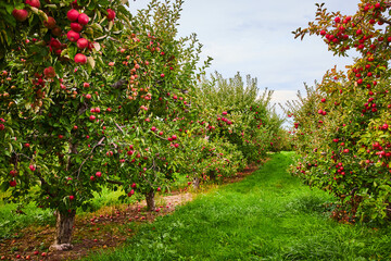 Poster - Looking down rows of apple trees in orchard farm