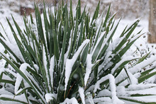 Yucca Palm Covered With Snow. First Snow. Early Winter.