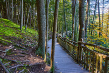 Clean Wood Boardwalk Trail Through Serene Forest With Exposed Roots, Moss, And Trail Markers