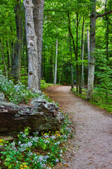 Poster - Rocks and field flowers along wide dirt hiking trail into lush green forest