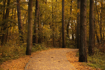 Wall Mural - Many beautiful trees and pathway with fallen leaves in autumn park