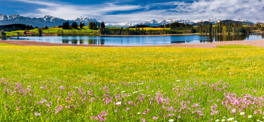 Poster - panoramic view to mountain range behind lake and meadow with flowers at springtime