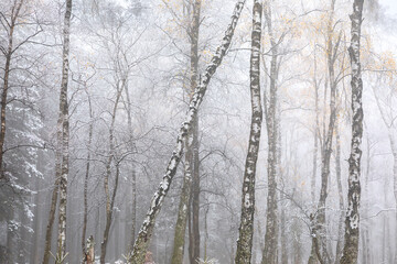 Wall Mural - birch forest in winter with fog