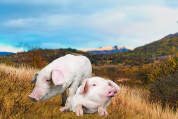 Wall Mural - Small cute young pig on green grass.