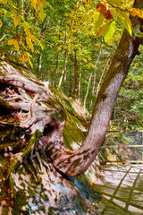 Wall Mural - Bent tree trunk growing on wall up along boardwalk trail