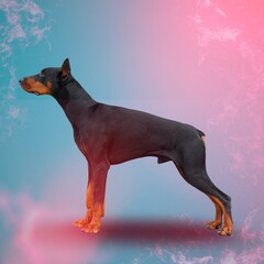 Poster - Funny cute young dog on colored background