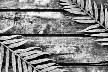 Wooden background from horizontal narrow boards. Two exotic tropical branches with thin palm leaves are located at the edges of the image. Background with copy space. Monochrome black white photo