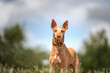 Podenco Andaluz standing and looking at the camera