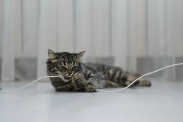 striped kitten is playing with a wire on the floor. gray cat tries to peerkusyty wire. cat and electrical wires