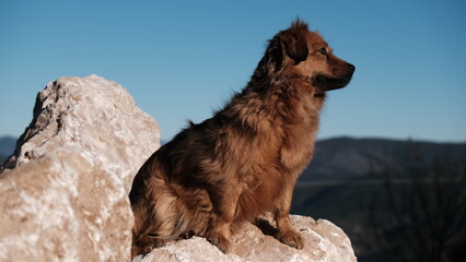 Perro marrón subido en las rocas mirando al infinito con un toque melancólico