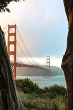 Golden Gate Bridge Through Trees 