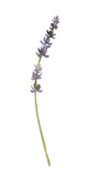 Fototapeta Lawenda - Watercolor lavender flower. Floral provence clipart.
