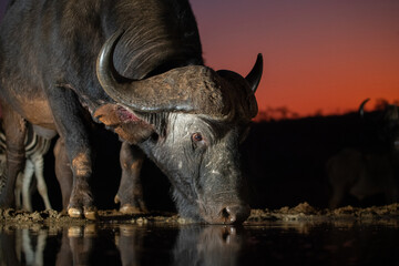 Canvas Print - African Buffalo at a waterhole at sunset