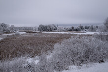 Field Of Dry Common Reeds In Wintertime Near Forest Pond. Snow And Ice Covered Earth. Latvia, Landscape Near Jelgava Town