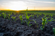 Close up green young corn seedlings growing in soil in a field. Close up on sprouting corn agriculture on a field in sunset. Sprouts of corn.