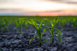 Close up on sprouting young corn agriculture on a field in sunset. Sprouts of corn.