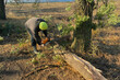 © Mariyka Herman - A man saws a fallen tree with a chainsaw. The aftermath of a natural disaster after a hurricane.
