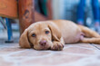 © Libni - Golden Labrador Retriever Puppy
