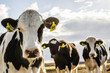 © Designpics - Curious Holstein cows looking at the camera while standing in a fenced area with identification tags in their ears on a robotic dairy farm, North of Edmonton; Alberta, Canada