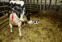 Holstein Cow With Her Newborn Calf In A Pen On A Robotic Dairy Farm, North Of Edmonton; Alberta, Canada