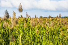 Close-up And Detail Of Sugar Cane In Blossom And Growing In A Field Near Kihei Before The Sugar Industry Left The Island In 2017 After 134 Years Of Production; Maui, Hawaii, United States Of America