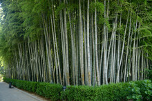 Bamboo Forest In The Park, Batumi