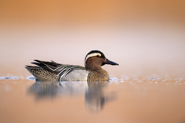 Poster - Garganey bird ( Spatula querquedula ) close up - male