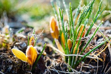 Wall Mural - First Spring crocus flowers in frost