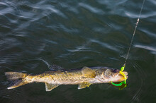 Fresh Caught Walleye In The Water With A Green Lure In It's Mouth, Lac Ste. Anne; Alberta Beach, Alberta, Canada