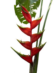 Wall Mural - Red flower of Heliconia bihai, red palulu or garden banana tree, a tropical flower cut out.