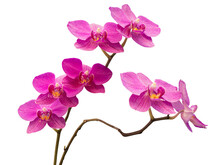 Phalaenopsis Orchid, Moth Orchid, Butterfly, Anggrek Bulan Or Moon Orchid. Selective Focus. Isolated On White Background And Cut Out.