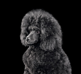 Cute puppy of black poodle