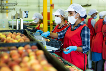 Women in protective masks working on fruit sorting line at warehouse, checking quality of peaches