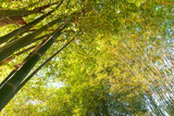 Fototapeta Na ścianę - green natural Asian background of bamboo tree at agriculture bamboo garden. 