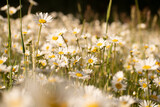 Fototapeta Na ścianę - Field of daisies