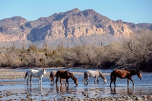 Wild Horses Staying Cool In The Salt River; Phoenix, Arizona, United States Of America