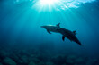 wildlife dolphins underwater photography