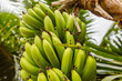 Régime de bananes à Tahiti