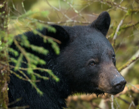 Black bear in the Smokey Mountains of Tennessee
