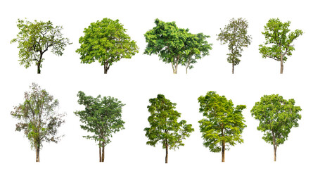 Aufkleber - Collection of green trees isolated on transparent background. for easy selection of designs.