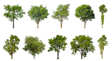 Wall Mural - Collection of green trees isolated on transparent background. for easy selection of designs.